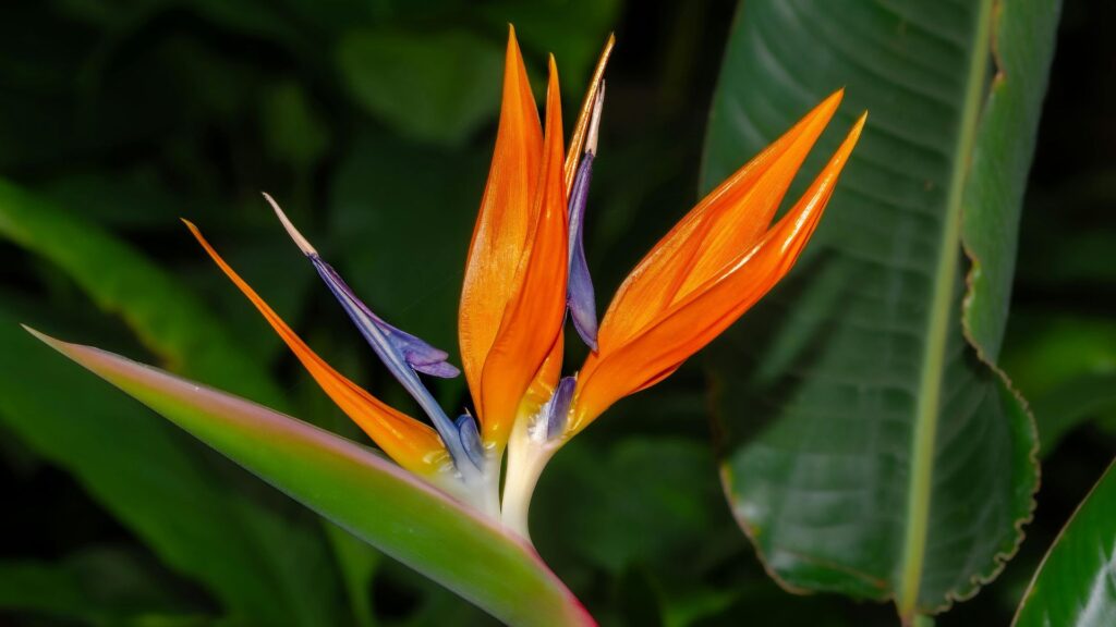 The Fiery Bloom - Style Root Quiz From Royal Botanical Gardens by Roberta Lee
