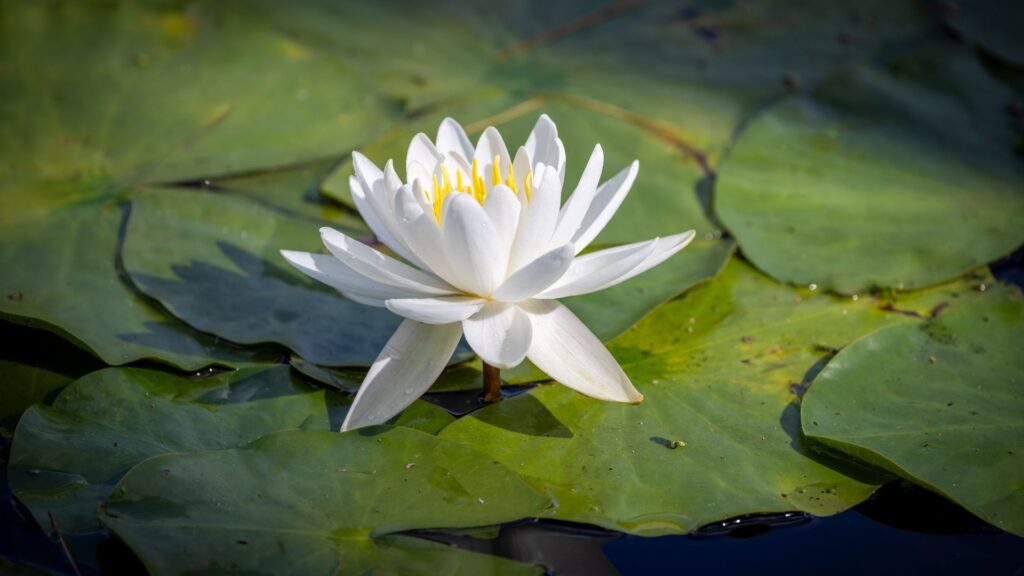 The Poised Gardner | Style Quiz for Kew gardens