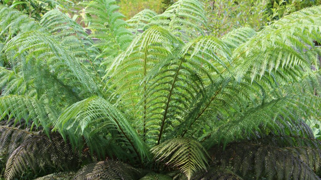The Rooted Soul - Style Root Quiz From Royal Botanical Gardens by Roberta Lee