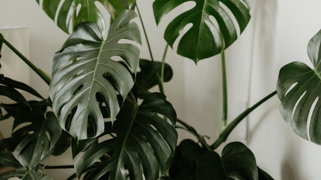 The Wondering Root - Style Root Quiz From Royal Botanical Gardens by Roberta Lee