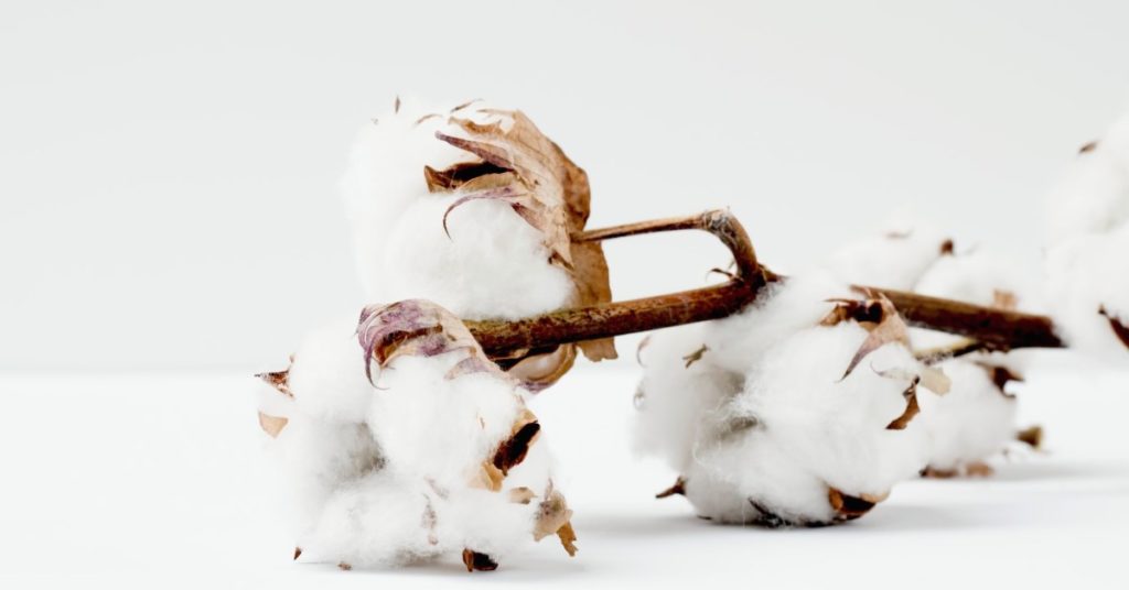 Cotton plant | Cotton Fabric | Roberta Style Lee sustainable wardrobe series on organic cotton