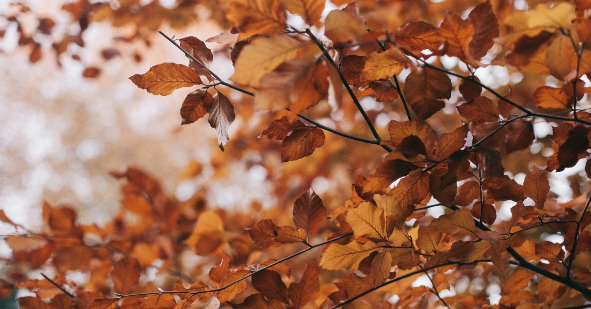Leaves in Fall | True Autumn Colour Analysis Guide | What is a Warm Autumn Skin Tone?