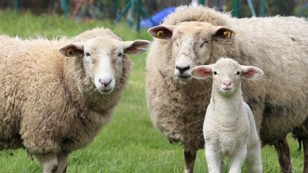 Sheep Wool Month